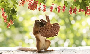 Red Squirrel holding a basket Date: 24-07-2021