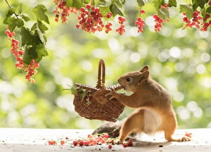 Red Squirrel holding a basket with red currant Date: 24-07-2021