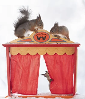 Podium Collection: red squirrel holding a curtain of a theatre