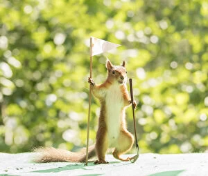 Sports Venue Gallery: red squirrel holding a Golf bag and club Date: 28-07-2021