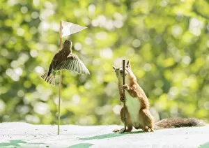 Sports Venue Gallery: red squirrel holding a Golf club with greenfinch on a flag Date: 28-07-2021