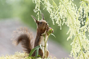 red squirrel is holding an Peony bud under rhubarb flowers Date: 12-06-2018