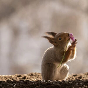 red squirrel holding an pink daisy in mouth Date: 18-04-2021