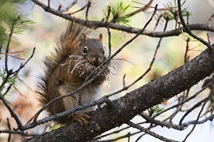 Red Squirrel with nesting material