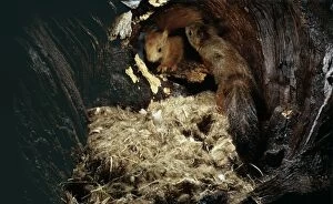 Red SQUIRREL - Pair in nest hole in tree