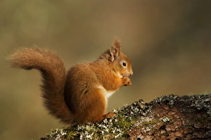 Red Squirrel - resting and eating on a lichen covered log in morning light - February Red Squirrel - resting and eating on a lichen covered log in morning light - February