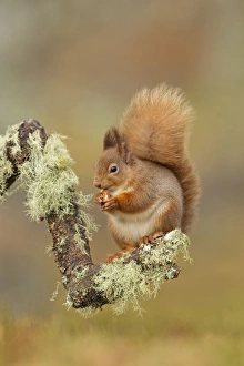 Red Squirrel - sitting on a lichen covered branch and eating in woodland - February Red Squirrel - sitting on a lichen covered branch and eating in woodland - February
