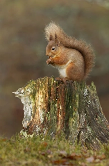 Red Squirrel - sitting on an old tree stump eating nuts - February Red Squirrel - sitting on an old tree stump eating nuts - February