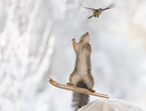 Red Squirrel on ski jumping looking at blue tit Date: 30-11-2021