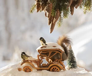 Speedway Gallery: red squirrel is standing in an car on snow with great tit Date: 01-02-2021