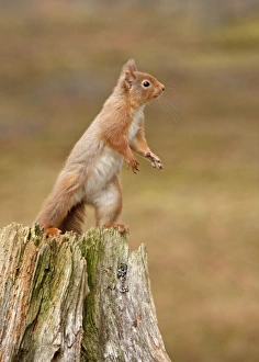 Red Squirrel - standing on hind legs on old tree stump - February Red Squirrel - standing on hind legs on old tree stump - February