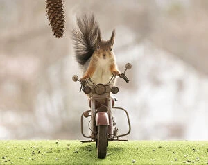 Speedway Gallery: red squirrel standing on a motor bike Date: 01-04-2021