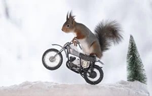 Speedway Gallery: red squirrel is standing on a motor bike in the snow Date: 05-02-2021