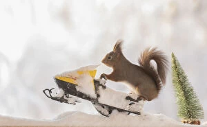 Speedway Gallery: red squirrel is standing on a snow scooter on snow Date: 01-02-2021