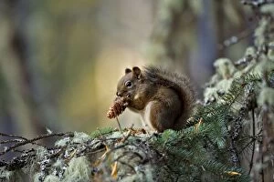 Red Squirrel in tree, feeding on cone seeds