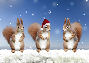 Red Squirrels - 3 standing in snowy Christmas scene - wearing Santa hat Red Squirrels - 3 standing in snowy Christmas scene - wearing Santa hat