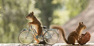 Tour De France Gallery: Red Squirrels with a bicycle and basket     Date: 02-08-2021
