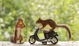 Speedway Gallery: Red Squirrels with a motor bike and a sign Date: 10-08-2021