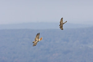 Red-tailed Hawk - adult being harrassed by juvenile Coopers Hawk Red-tailed Hawk - adult being harrassed by juvenile Coopers Hawk