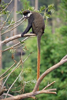 Red-tailed Monkey / Schmidts Guenon / Schmidts spot-nosed Guenon / Redtail Monkey / Red-tailed Monkey / Schmidts Guenon / Schmidts spot-nosed Guenon / Redtail Monkey /