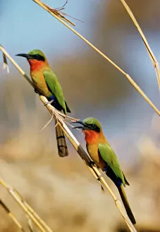 Images Dated 15th March 2010: Red-throated Bee-eater