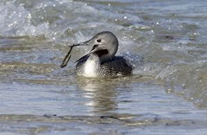 Images Dated 9th September 2001: Red-throated Diver - Fishing in sea, but catches seaweed. October Isles of Scilly, UK
