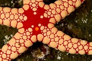 Red Tile / Necklace / Tiled Starfish / Necklace Sea Star