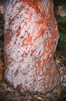 Red triangle slug - feeding trails on tree trunk where the slug has been feeding Red triangle slug - feeding trails on tree trunk where the slug has been feeding