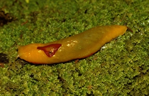 Red triangle slug - yellow form, showing its unique single pair of eye-tentacles Red triangle slug - yellow form, showing its unique single pair of eye-tentacles