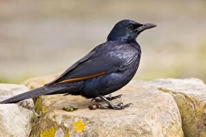 Cape Starling Gallery: Red-winged Starling - male on rock