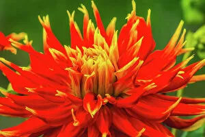 Multicolored Gallery: Red yellow orange dinnerplate dahlia blooming. Dahlia