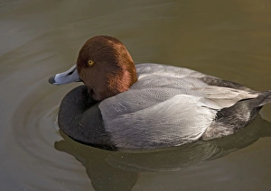 Redhead / American Pochard Duck Redhead / American Pochard Duck