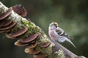 Redpoll - on branch with fungi Redpoll - on branch with fungi