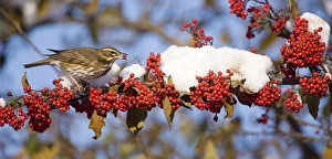 Redwing - with red berry in mouth - perched on branch covered in red berries and snow Redwing - with red berry in mouth - perched on branch covered in red berries and snow