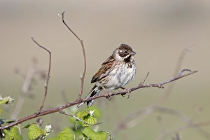 Reed Bunting - Female perched over bramble bushes Reed Bunting - Female perched over bramble bushes