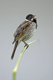 Reed Bunting - male bird singing from reed stalk Reed Bunting - male bird singing from reed stalk