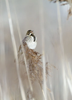 Reed Bunting - male calling from reedbed in early spring Reed Bunting - male calling from reedbed in early spring