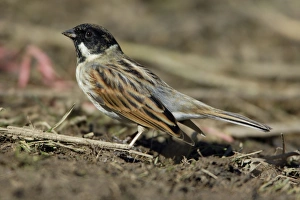Reed Bunting - Male on shore of lake searching for food, spring Reed Bunting - Male on shore of lake searching for food, spring