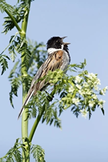 Reed Bunting - male singing from flowering hemlock plant Reed Bunting - male singing from flowering hemlock plant