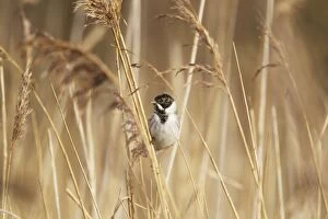 Reedbed Gallery: Reed Bunting - male in winter reedbed