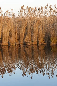 The reeds of the Danube Delta during sunset