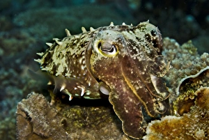 Reef Cuttlefish - cuttlefish have the ability to instantly change colour and texture Reef Cuttlefish - cuttlefish have the ability to instantly change colour and texture