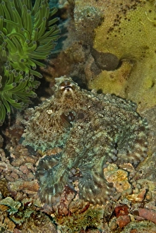 Reef Octopus - Not easily seen this octopus has the ability to blend into the surrounding Reef Octopus - Not easily seen this octopus has the ability to blend into the surrounding