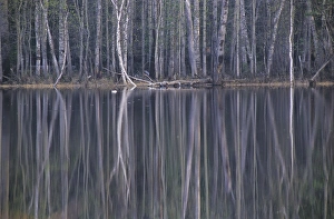 Reflections in a small lake in taiga forest at dusk. Golden-eye male duck swims on water Reflections in a small lake in taiga forest at dusk. Golden-eye male duck swims on water