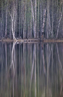 Reflections in a small lake in taiga forest at dusk. Golden-eye male duck swims on water