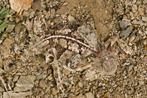 Regal Horned Lizard - Shedding skin and burying self to keep cool Regal Horned Lizard - Shedding skin and burying self to keep cool