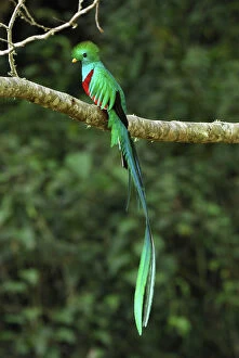 Resplendent Quetzal - male (Pharomachrus mocinno)