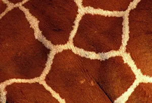Reticulated Giraffe - close-up skin Reticulated Giraffe - close-up skin