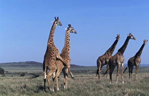 Reticulated Giraffe - group, with pair mating Reticulated Giraffe - group, with pair mating