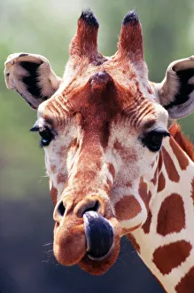 RETICULATED GIRAFFE - licking nostril RETICULATED GIRAFFE - licking nostril